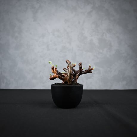 Pelargonium mirabile / ペラルゴニウム ミラビレ 【枝挿】(2本挿)【微発根】