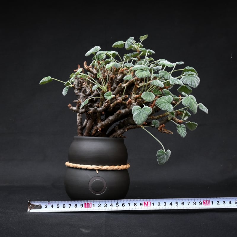 超レア写真5枚目必見!! ペラルゴニウム クラシカウレ 多肉植物 塊根植物 Pelargonium crassicaule / ペラルゴニウム クラシカウレ 【発根