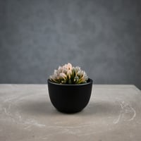 Haworthia cooperi var. truncata 'Black Obtusa' f. variegata / ハオルチア ブラック オブツーサ 錦
