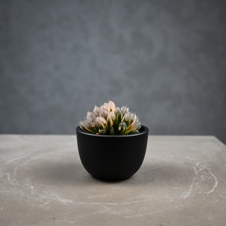 Haworthia cooperi var. truncata 'Black Obtusa' f. variegata / ハオルチア ブラック オブツーサ 錦