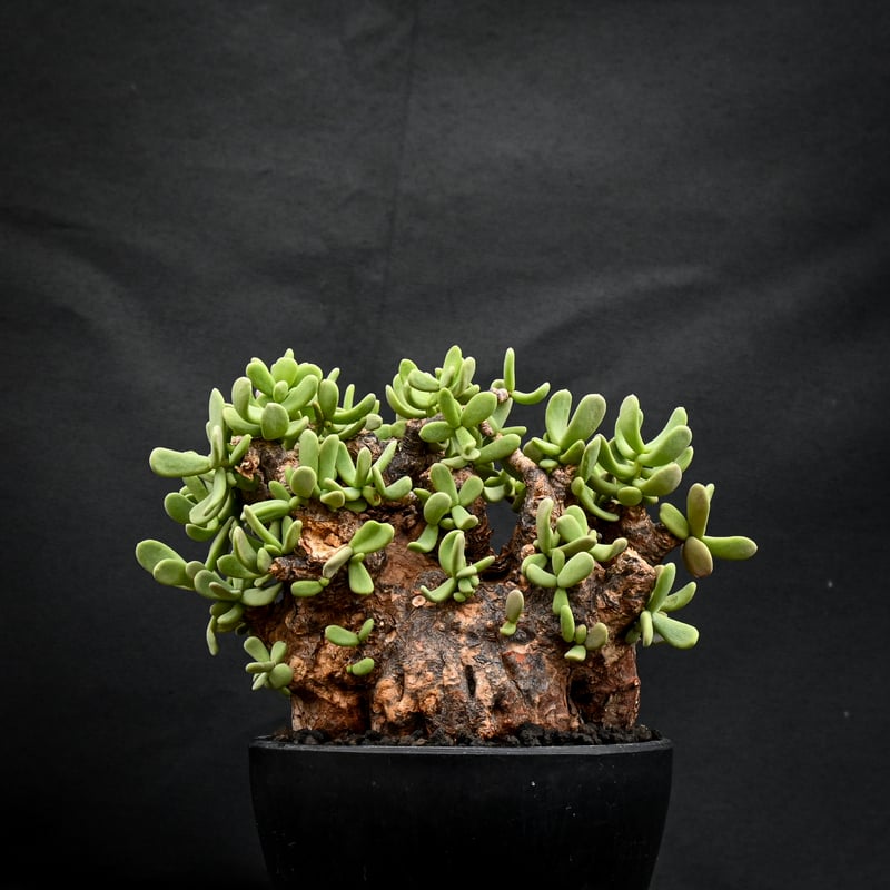 ケラリア　ピグマエア　現地球　ケラリアピグマエア 現地球 ケラリアピグマエア 雌雄未判別