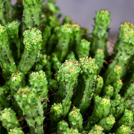 Euphorbia enopla f. monstrosa cristata / ユーフォルビア エノプラ 石化 綴化【実生】 + 信楽焼