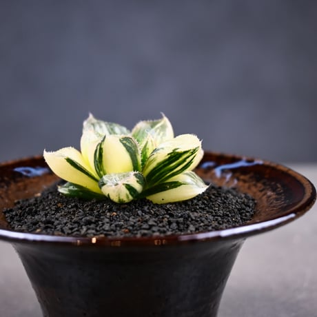 Haworthia 'Juliana' ( 'Mirrorball' X cooperi var. truncata variegated ) / ハオルチア ジュリアナ + 信楽焼