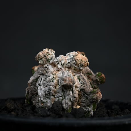 Astrophytum myriostigma f. monstrosa / アストロフィツム 子吹き鸞鳳玉 石化 (モンストローサ) (ランポー)【カキ仔】【自根】