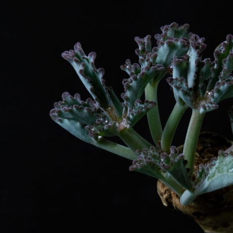 Cyphostemma betiforme Somalia / キフォステンマ ベティフォルメ ソマリア プントベティ (微発根)