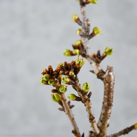 【桜盆栽】 Cerasus serrulata 'Asahiyama' / サクラ '旭山' (朝日山) / アサヒヤマ + 信楽焼