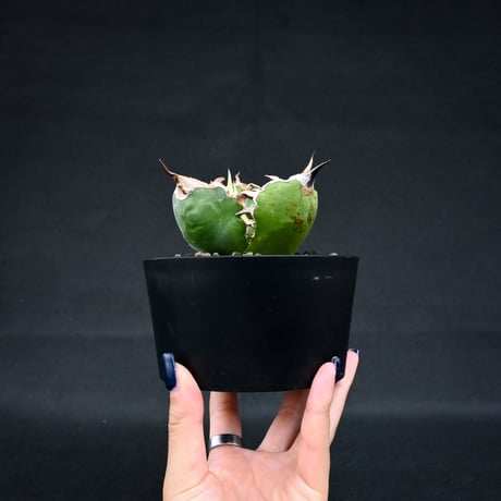 Agave titanota ' Whate Whale ' / アガベ チタノタ '白鯨 '   【発根済】