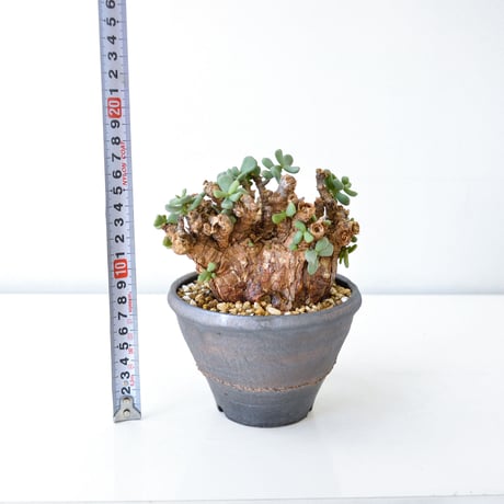 【PL】Ceraria pygmaea / ケラリア ピグマエア + 信楽焼 (微発根) [雌雄未判別]