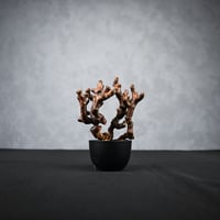Pelargonium mirabile / ペラルゴニウム ミラビレ 【枝挿】【微発根】