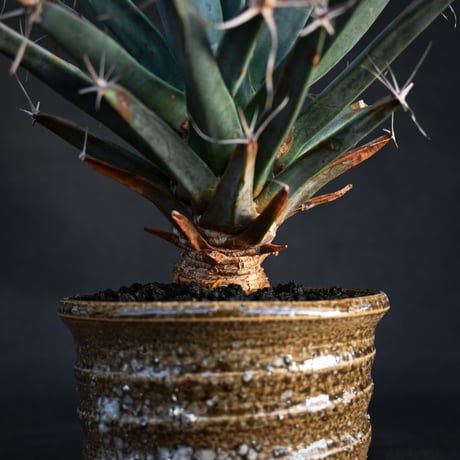 Leuchtenbergia principis / レウクテンベルギア プリンキピス 晃山 【発根済】