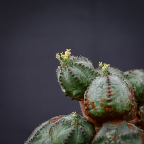 Euphorbia  'ObesaBlow' / ユーフォルビア オベサブロウ 【発根済】