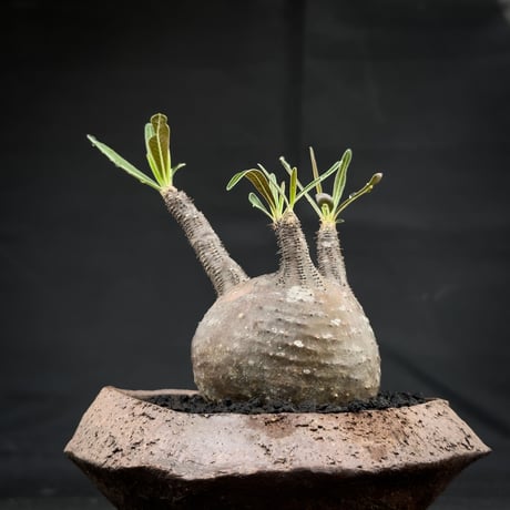 【Premium Line】 Pachypodium rosulatum var. gracilius / パキポディウム グラキリス 【微発根】+ 信楽焼