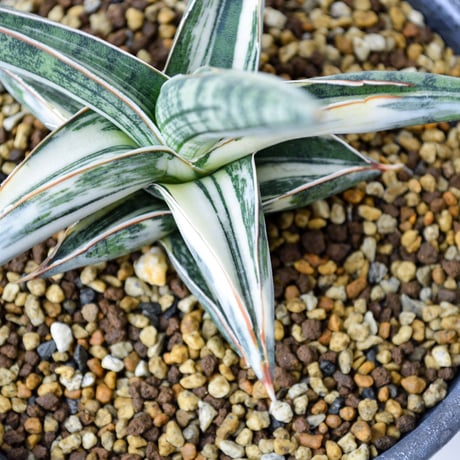 【PL】Sansevieria lav. 1970 Blue Clone variegated / サンセベリア ラブラノス 1970 ブルークローン 斑入り + 信楽焼 (発根済) (サンスベリア)