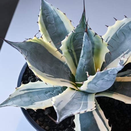 Agave parrasana ' Fire ball ' / アガベ パラサナ ファイヤーボール (白覆輪)【発根済】