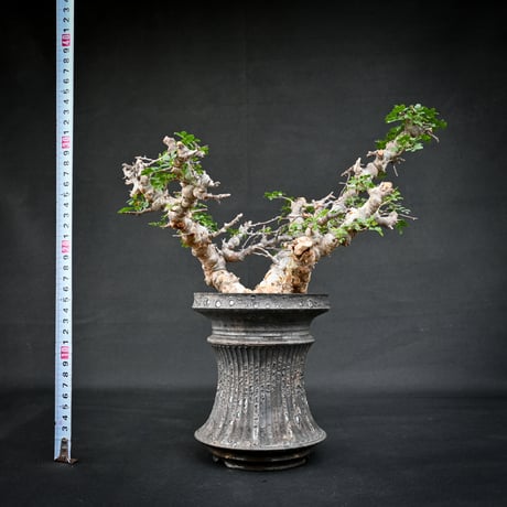 【Premium Line】 Commiphora sp. somalia " Eyl " / コミフォラ エイル 【発根済】 + 【小野瀬 一】