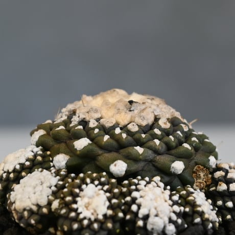 Copiapoa tenuissima / コピアポア テヌイシマ 【実生】