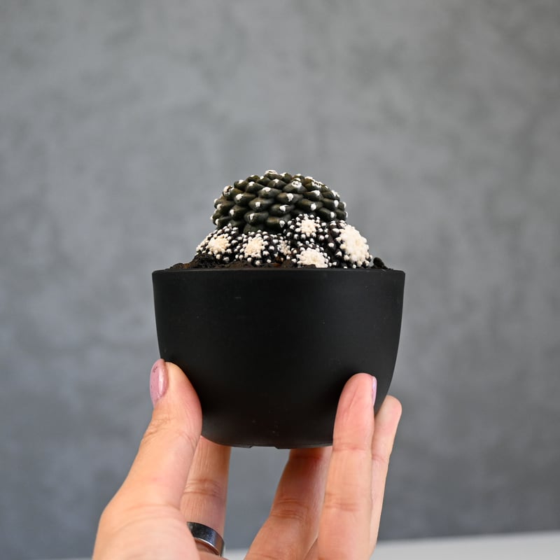 Copiapoa tenuissima / コピアポア テヌイシマ 【実生】 | GREEN