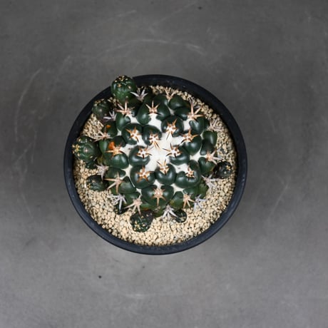 Coryphantha elephantidens / コリファンタ 短刺象牙丸 仔吹き