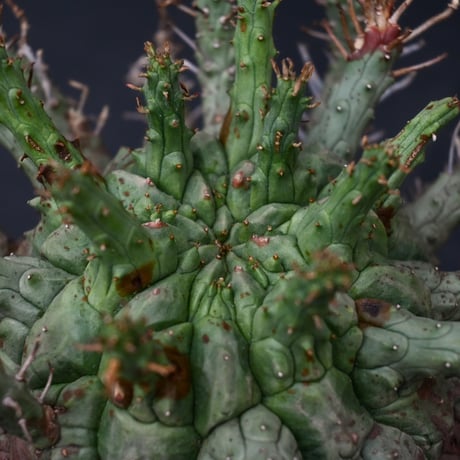 Euphorbia fusca / ユーフォルビア フスカ 【発根済】 + 金釉透彫五翼鉢 後藤瑞葉氏 作