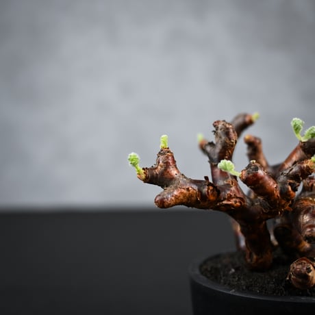 Pelargonium mirabile / ペラルゴニウム ミラビレ 【枝挿】(2本挿)【微発根】