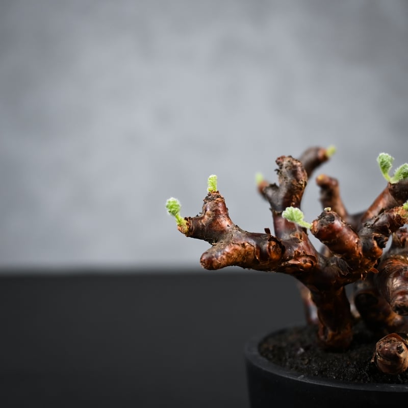 Pelargonium mirabile / ペラルゴニウム ミラビレ 【枝挿】(2本挿)【微