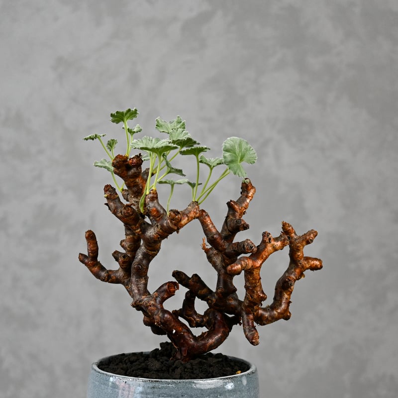 Pelargonium mirabile / ペラルゴニウム ミラビレ 【枝挿】 + 信楽焼