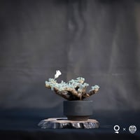 【Premium Line】 Monsonia multifida  (Sarcocaulon multifidum) / サルコカウロン ムルチフィズム 【微発根】+ 利休 -RIKYU-