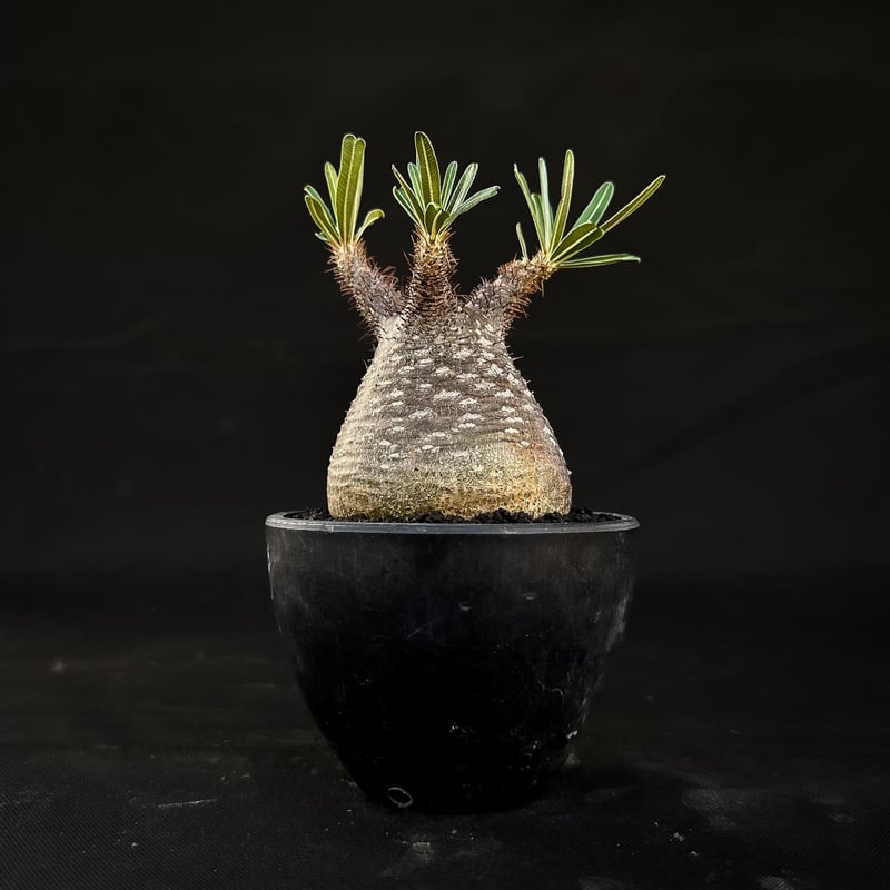 Pachypodium rosulatum var. gracilius / パキポディウム