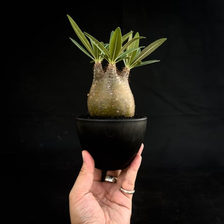 Pachypodium rosulatum var. gracilius / パキポディウム グラキリス 【微発根】