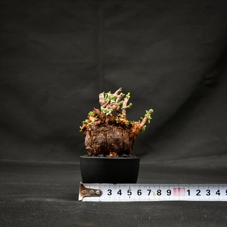 Ceraria pygmaea / ケラリア ピグマエア 【発根済】 [雌雄未判別]