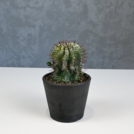 Euphorbia horrida variegated / ユーフォルビア ホリダ 錦 (斑入り) 【発根済】