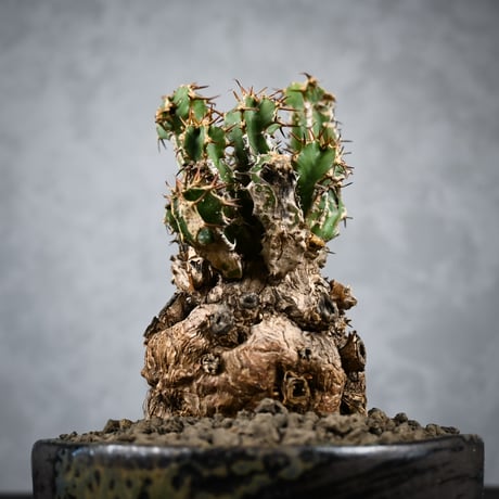 Euphorbia mlanjeana / ユーフォルビア ムランジーナ 【発根済】