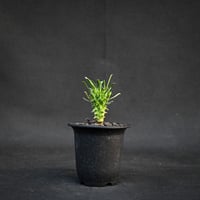 Euphorbia schoenlandii / ユーフォルビア スコエランディ 闘牛角【実生】