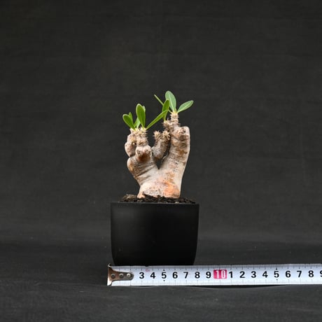 Pachypodium rosulatum var. brevicalyx / パキポディウム ブレビカリクス 【微発根】