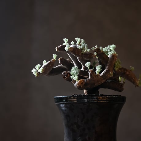 Monsonia multifida  (Sarcocaulon multifidum) / モンソニア ムルチフィダ (サルコカウロン ムルチフィズム) 【発根済】+ 鉢 : 後藤 瑞葉 氏
