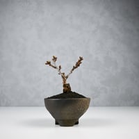 【桜盆栽】 Cerasus serrulata 'Asahiyama' / サクラ '旭山' (朝日山) / アサヒヤマ + 信楽焼