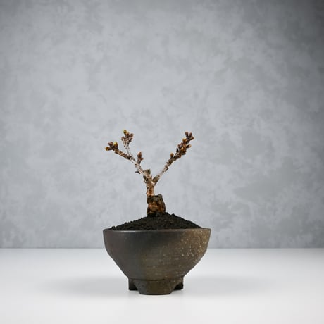 【桜盆栽】 Cerasus serrulata 'Asahiyama' / サクラ '旭山' (朝日山) / アサヒヤマ + 信楽焼