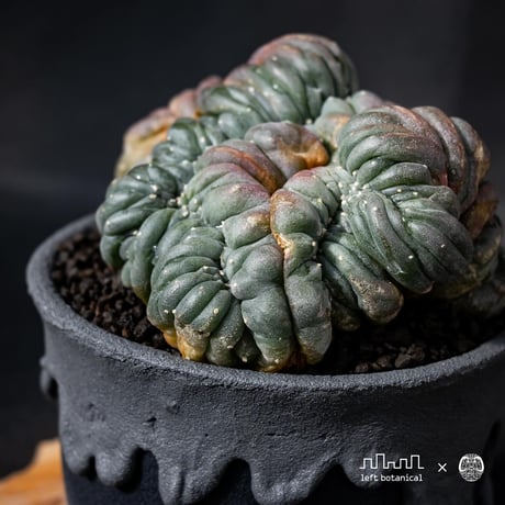 Lophophora williamsii var. cristate / ロフォフォラ ウィリアムシー 鳥羽玉 綴化 【実根】+ 灰黒垂れ