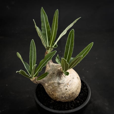 Pachypodium rosulatum var. gracilius / パキポディウム グラキリス 【微発根】