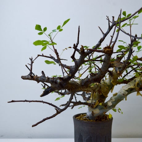 【PL】Commiphora kataf ver. turkanensis / コミフォラ カタフ ターカネンシス + 信楽焼 (微発根)