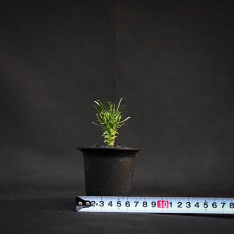 Euphorbia schoenlandii / ユーフォルビア スコエランディ 闘牛角【実生】