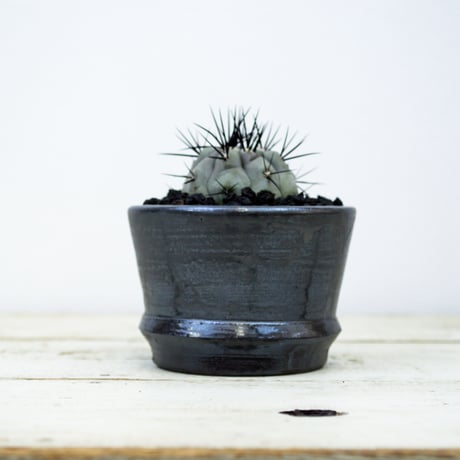 【Premium Line】Copiapoa cinerea / コピアポア シネレア 黒王丸 【実生】+ MANGAN