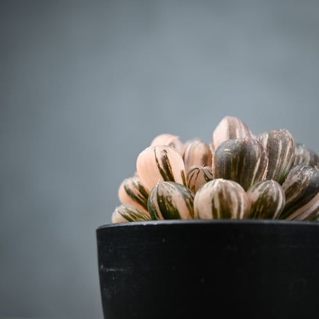 Haworthia cooperi var. truncata 'Maihime' / ハオルチア 特ダルマ型 オブツーサ 錦 舞姫