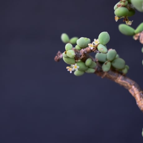 [雄株]  Ceraria pygmaea / ケラリア ピグマエア 【発根済】
