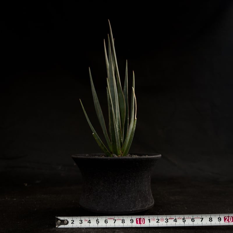 ドラセナ シナバリ 1鉢 Premium Line】Dracaena cinnabari / ドラセナ