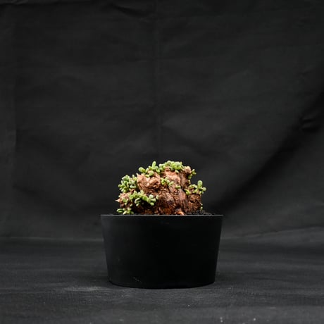 Ceraria pygmaea / ケラリア ピグマエア 【発根済】 [雌雄未判別]