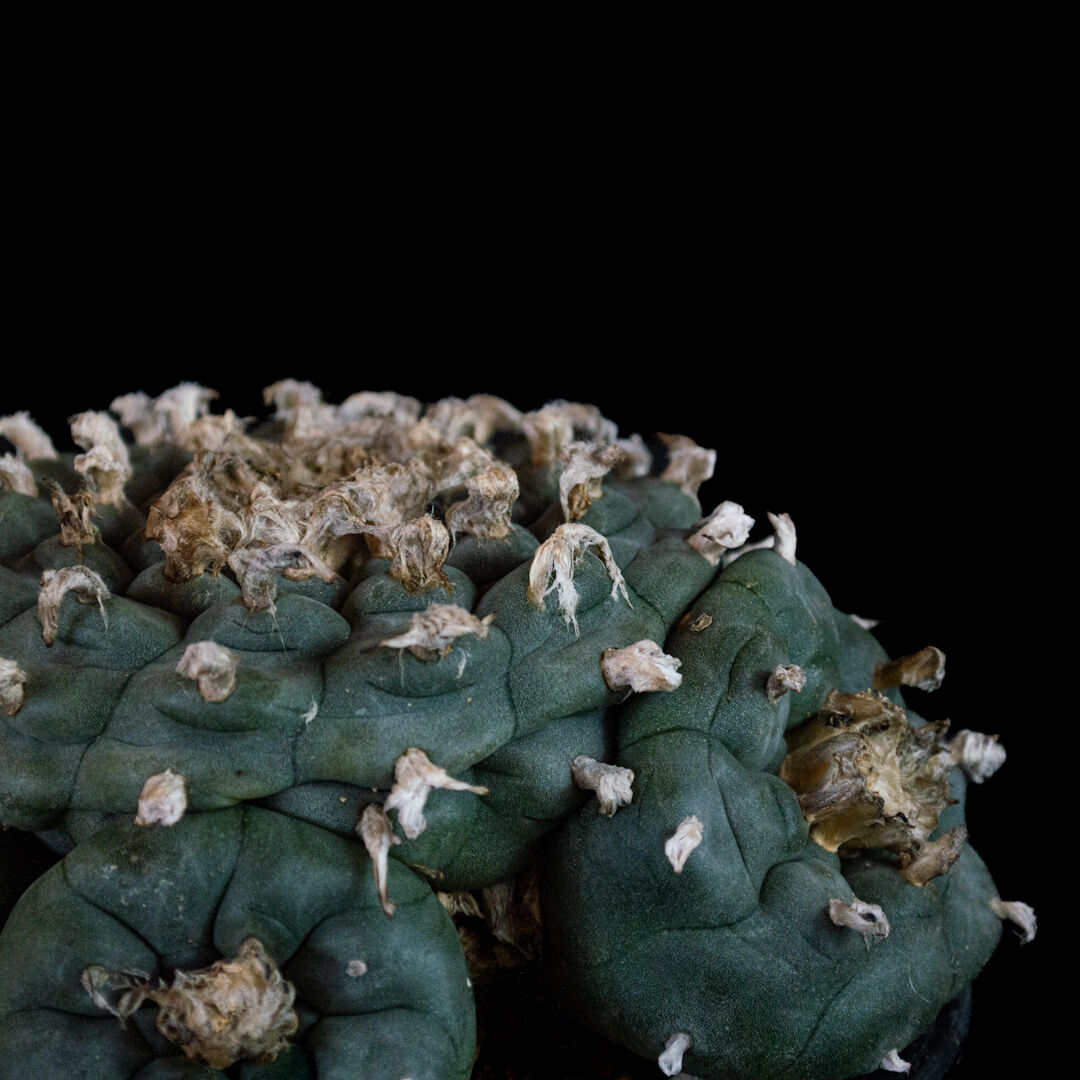 Lophophora fricii / ロフォフォラ 銀冠玉 (実生)