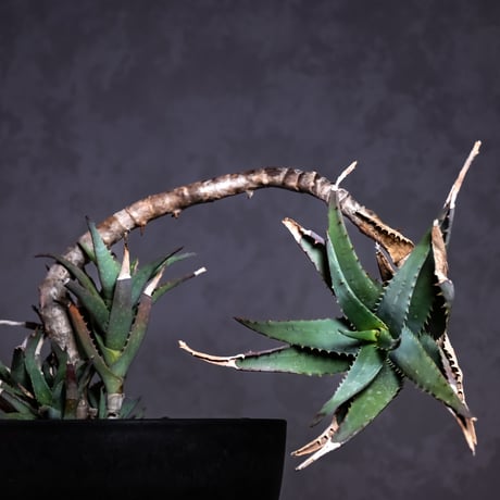 Aloe arborescens Mill. / アロエ アルボレセンス キダチアロエ (木立アロエ)【発根済】