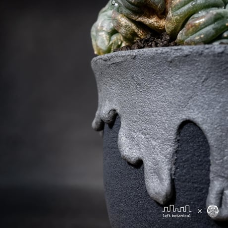 Lophophora williamsii var. cristate / ロフォフォラ ウィリアムシー 鳥羽玉 綴化 【実根】+ 灰黒垂れ