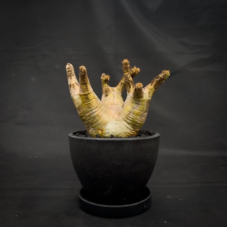Pachypodium rosulatum var. makayense  / パキポディウム マカイエンセ 【微発根】